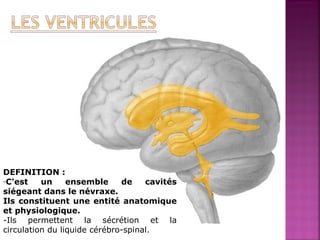 DEFINITION : 
-C'est un ensemble de cavités 
siégeant dans le névraxe. 
Ils constituent une entité anatomique 
et physiologique. 
-Ils permettent la sécrétion et la 
circulation du liquide cérébro-spinal. 
 