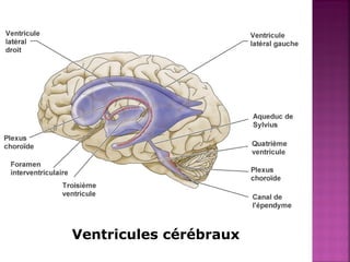 Ventricules cérébraux 
 
