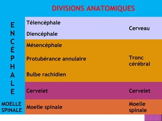 DIVISIONS ANATOMIQUES 
ENCÉPHALE 
Télencéphale 
Cerveau 
Diencéphale 
Mésencéphale 
Tronc 
cérébral 
Protubérance annulaire 
Bulbe rachidien 
Cervelet Cervelet 
MOELLE 
SPINALE Moelle spinale Moelle 
spinale 
 