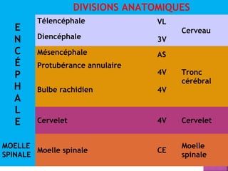 DIVISIONS ANATOMIQUES 
ENCÉPHALE 
Télencéphale VL 
3V 
Cerveau 
Diencéphale 
Mésencéphale AS 
4V 
4V 
Tronc 
cérébral 
Protubérance annulaire 
Bulbe rachidien 
Cervelet 4V Cervelet 
MOELLE 
SPINALE Moelle spinale CE Moelle 
spinale 
 