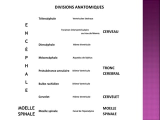 DIVISIONS ANATOMIQUES 
E 
N 
C 
É 
P 
H 
A 
L 
E 
Télencéphale Ventricules latéraux 
CERVEAU Foramen interventriculaire 
ou trou de Monro. 
Diencéphale IIIème Ventricule 
Mésencéphale Aqueduc de Sylvius 
TRONC 
CEREBRAL 
Protubérance annulaire IVème Ventricule 
Bulbe rachidien IVème Ventricule 
Cervelet IVème Ventricule CERVELET 
MOELLE 
SPINALE 
Moelle spinale Canal de l'épendyme 
MOELLE 
SPINALE 
 
