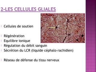  Cellules de soutien 
 Régénération 
 Equilibre ionique 
 Régulation du débit sanguin 
 Sécrétion du LCR (liquide céphalo-rachidien) 
 Réseau de défense du tissu nerveux 
 