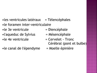 •les ventricules latéraux = Télencéphales 
•le foramen inter-ventriculaire 
•le 3e ventricule = Diencéphale 
•l'aqueduc de Sylvius = Mésencéphale 
•le 4e ventricule = Cervelet - Tronc 
Cérébral (pont et bulbe) 
•le canal de l'épendyme = Moelle épinière 
 
