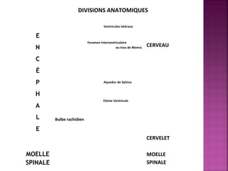DIVISIONS ANATOMIQUES 
E 
N 
C 
É 
P 
H 
A 
L 
E 
Ventricules latéraux 
CERVEAU Foramen interventriculaire 
ou trou de Monro. 
Aqueduc de Sylvius 
IVème Ventricule 
Bulbe rachidien 
CERVELET 
MOELLE 
SPINALE 
MOELLE 
SPINALE 
 