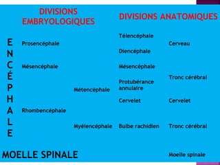 DIVISIONS 
EMBRYOLOGIQUES DIVISIONS ANATOMIQUES 
ENCÉPHALE 
Prosencéphale 
Télencéphale 
Cerveau 
Diencéphale 
Mésencéphale Mésencéphale 
Tronc cérébral 
Rhombencéphale 
Métencéphale 
Protubérance 
annulaire 
Cervelet Cervelet 
Myélencéphale Bulbe rachidien Tronc cérébral 
MOELLE SPINALE Moelle spinale 
 