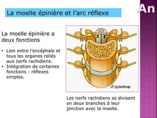 La moelle épinière et l’arc réflexe 
• Lien entre l’encéphale et 
tous les organes reliés 
aux nerfs rachidiens. 
• Intégration de certaines 
fonctions : réflexes 
simples. 
Les nerfs rachidiens se divisent 
en deux branches à leur 
jonction avec la moelle. 
La moelle épinière a 
deux fonctions 
 