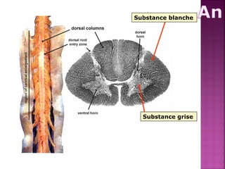 Substance blanche 
Substance grise 
 