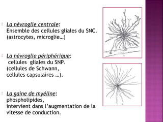  La névroglie centrale: 
Ensemble des cellules gliales du SNC. 
(astrocytes, microglie…) 
 La névroglie périphérique: 
cellules gliales du SNP. 
(cellules de Schwann, 
cellules capsulaires …). 
 La gaine de myéline: 
phospholipides, 
intervient dans l’augmentation de la 
vitesse de conduction. 
 