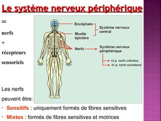 Le système nneerrvveeuuxx ppéérriipphhéérriiqquuee 
= 
nerfs 
+ 
récepteurs 
sensoriels 
Les nerfs 
peuvent être: 
• Sensitifs : uniquement formés de fibres sensitives 
• Mixtes : formés de fibres sensitives et motrices 
 