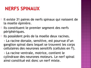  Il existe 31 paires de nerfs spinaux qui naissent de 
la moelle épinière. 
 Ils constituent le premier segment des nerfs 
périphériques. 
 Ils possèdent près de la moelle deux racines. 
- La racine dorsale, sensitive, est pourvue d’un 
ganglion spinal dans lequel se trouvent les corps 
cellulaires des neurones sensitifs (cellules en T). 
- La racine ventrale, motrice, contient le 
cylindraxe des neurones moteurs. Le nerf spinal 
ainsi constitué est donc un nerf mixte. 
 