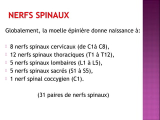 Globalement, la moelle épinière donne naissance à: 
 8 nerfs spinaux cervicaux (de C1à C8), 
 12 nerfs spinaux thoraciques (T1 à T12), 
 5 nerfs spinaux lombaires (L1 à L5), 
 5 nerfs spinaux sacrés (S1 à S5), 
 1 nerf spinal coccygien (C1). 
(31 paires de nerfs spinaux) 
 