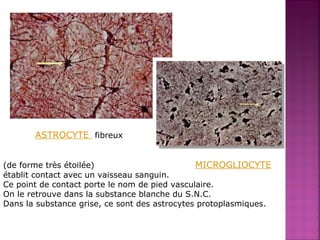 ASTROCYTE fibreux 
(de forme très étoilée) MICROGLIOCYTE 
établit contact avec un vaisseau sanguin. 
Ce point de contact porte le nom de pied vasculaire. 
On le retrouve dans la substance blanche du S.N.C. 
Dans la substance grise, ce sont des astrocytes protoplasmiques. 
 