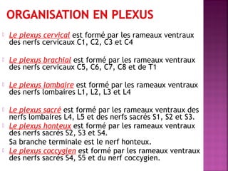  Le plexus cervical est formé par les rameaux ventraux 
des nerfs cervicaux C1, C2, C3 et C4 
 Le plexus brachial est formé par les rameaux ventraux 
des nerfs cervicaux C5, C6, C7, C8 et de T1 
 Le plexus lombaire est formé par les rameaux ventraux 
des nerfs lombaires L1, L2, L3 et L4 
 Le plexus sacré est formé par les rameaux ventraux des 
nerfs lombaires L4, L5 et des nerfs sacrés S1, S2 et S3. 
 Le plexus honteux est formé par les rameaux ventraux 
des nerfs sacrés S2, S3 et S4. 
Sa branche terminale est le nerf honteux. 
 Le plexus coccygien est formé par les rameaux ventraux 
des nerfs sacrés S4, S5 et du nerf coccygien. 
 