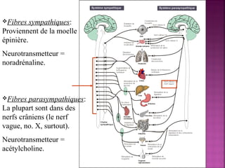Fibres sympathiques: 
Proviennent de la moelle 
épinière. 
Neurotransmetteur = 
noradrénaline. 
Fibres parasympathiques: 
La plupart sont dans des 
nerfs crâniens (le nerf 
vague, no. X, surtout). 
Neurotransmetteur = 
acétylcholine. 
 