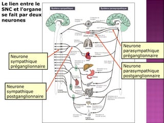 Le lien entre le 
SNC et l'organe 
se fait par deux 
neurones 
Neurone 
sympathique 
préganglionnaire 
Neurone 
sympathique 
postganglionnaire 
Neurone 
parasympathique 
préganglionnaire 
Neurone 
parasympathique 
postganglionnaire 
 