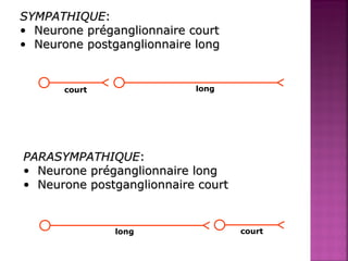 SSYYMMPPAATTHHIIQQUUEE:: 
• NNeeuurroonnee pprrééggaanngglliioonnnnaaiirree ccoouurrtt 
• NNeeuurroonnee ppoossttggaanngglliioonnnnaaiirree lloonngg 
court long 
PPAARRAASSYYMMPPAATTHHIIQQUUEE:: 
• NNeeuurroonnee pprrééggaanngglliioonnnnaaiirree lloonngg 
• NNeeuurroonnee ppoossttggaanngglliioonnnnaaiirree ccoouurrtt 
long court 
 