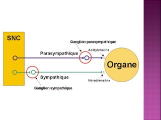 Le système nerveux an ah 