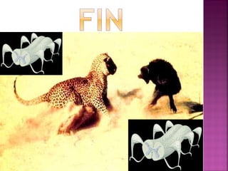 Le système nerveux an ah 