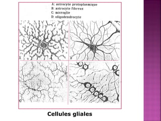 Cellules gliales 
c 
 