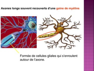 Axones longs souvent recouverts d’une gaine de myéline. 
Formée de cellules gliales qui s’enroulent 
autour de l’axone. 
 