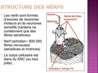  Les nerfs sont formés 
d’axones de neurones 
moteurs et de neurones 
sensitifs (certains ne 
contiennent que des 
fibres sensitives). 
 Nerf rachidien~ 600 000 
fibres nerveuses 
(sensitives et motrices) 
 Le corps cellulaire est 
dans du SNC (ou tout 
près) . 
 
