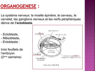 Le système nerveux: la moelle épinière, le cerveau, le 
cervelet, les ganglions nerveux et les nerfs périphériques 
dérive de l’ectoblaste. 
- Ectoblaste, 
- Mésoblaste, 
- Entoblaste : 
trois feuillets de 
l’embryon 
(2ème semaine) 
 