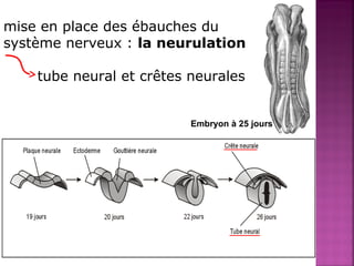 mise en place des ébauches du 
système nerveux : la neurulation 
tube neural et crêtes neurales 
Embryon à 25 jours 
 