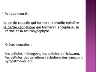  le tube neural : 
-la partie caudale qui formera la moelle épinière 
-la partie céphalique qui formera l’encéphale, la 
rétine et la neurohypophyse 
 Crêtes neurales : 
les cellules méningées, les cellules de Schwann, 
les cellules des ganglions rachidiens des ganglions 
sympathiques etc.… 
 