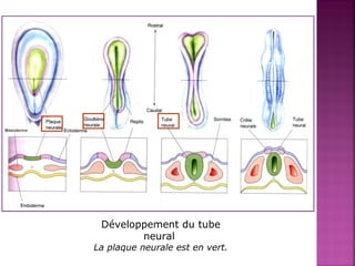 Développement du tube 
neural 
La plaque neurale est en vert. 
 