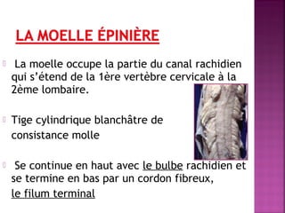  La moelle occupe la partie du canal rachidien 
qui s’étend de la 1ère vertèbre cervicale à la 
2ème lombaire. 
 Tige cylindrique blanchâtre de 
consistance molle 
 Se continue en haut avec le bulbe rachidien et 
se termine en bas par un cordon fibreux, 
le filum terminal 
 