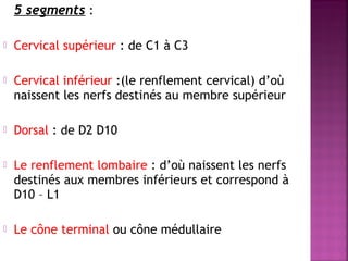 5 segments : 
 Cervical supérieur : de C1 à C3 
 Cervical inférieur :(le renflement cervical) d’où 
naissent les nerfs destinés au membre supérieur 
 Dorsal : de D2 D10 
 Le renflement lombaire : d’où naissent les nerfs 
destinés aux membres inférieurs et correspond à 
D10 – L1 
 Le cône terminal ou cône médullaire 
 
