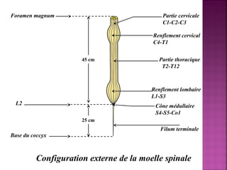 Foramen magnum Partie cervicale 
C1-C2-C3 
Renflement cervical 
C4-T1 
Partie thoracique 
T2-T12 
L2 
Base du coccyx 
Renflement lombaire 
L1-S3 
Cône médullaire 
S4-S5-Co1 
Filum terminale 
45 cm 
25 cm 
Configuration externe de la moelle spinale 
 