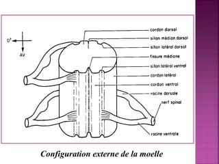 Configuration externe de la moelle 
 