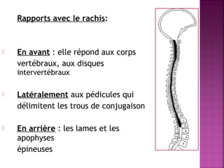 Rapports avec le rachis: 
 En avant : elle répond aux corps 
vertébraux, aux disques 
intervertébraux 
 Latéralement aux pédicules qui 
délimitent les trous de conjugaison 
 En arrière : les lames et les 
apophyses 
épineuses 
 