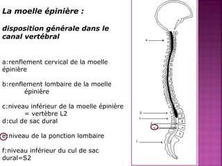 La moelle épinière : 
disposition générale dans le 
canal vertébral 
a:renflement cervical de la moelle 
épinière 
b:renflement lombaire de la moelle 
épinière 
c:niveau inférieur de la moelle épinière 
= vertèbre L2 
d:cul de sac dural 
e:niveau de la ponction lombaire 
f:niveau inférieur du cul de sac 
dural=S2 
 