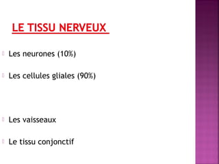  Les neurones (10%) 
 Les cellules gliales (90%) 
 Les vaisseaux 
 Le tissu conjonctif 
 