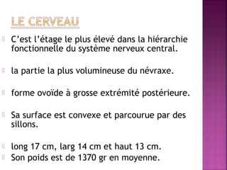  C’est l’étage le plus élevé dans la hiérarchie 
fonctionnelle du système nerveux central. 
 la partie la plus volumineuse du névraxe. 
 forme ovoïde à grosse extrémité postérieure. 
 Sa surface est convexe et parcourue par des 
sillons. 
 long 17 cm, larg 14 cm et haut 13 cm. 
 Son poids est de 1370 gr en moyenne. 
 
