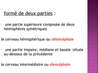 formé de deux parties : 
 une partie supérieure composée de deux 
hémisphères symétriques 
le cerveau hémisphérique ou télencéphale 
 une partie impaire, médiane et basale :située 
au-dessous de la précédente 
le cerveau intermédiaire ou diencéphale 
 