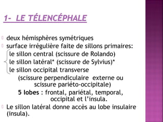  deux hémisphères symétriques 
 surface irrégulière faite de sillons primaires: 
le sillon central (scissure de Rolando) 
le sillon latéral* (scissure de Sylvius)* 
le sillon occipital transverse 
(scissure perpendiculaire externe ou 
scissure pariéto-occipitale) 
5 lobes : frontal, pariétal, temporal, 
occipital et l’insula. 
 Le sillon latéral donne accès au lobe insulaire 
(insula). 
 