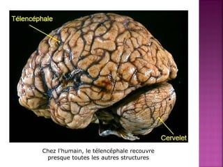 Chez l'humain, le télencéphale recouvre 
presque toutes les autres structures 
 