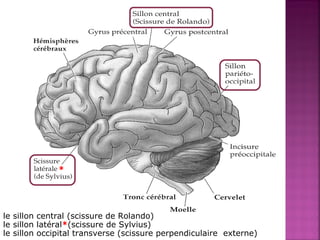 * 
le sillon central (scissure de Rolando) 
le sillon latéral*(scissure de Sylvius) 
le sillon occipital transverse (scissure perpendiculaire externe) 
 