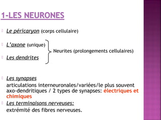  Le péricaryon (corps cellulaire) 
 L’axone (unique) 
Neurites (prolongements cellulaires) 
 Les dendrites 
 Les synapses 
articulations interneuronales/variées/le plus souvent 
axo-dendritiques / 2 types de synapses: électriques et 
chimiques 
 Les terminaisons nerveuses: 
extrémité des fibres nerveuses. 
 