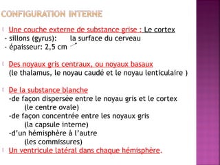  Une couche externe de substance grise : Le cortex 
- sillons (gyrus): la surface du cerveau 
- épaisseur: 2,5 cm 
 Des noyaux gris centraux, ou noyaux basaux 
(le thalamus, le noyau caudé et le noyau lenticulaire ) 
 De la substance blanche 
-de façon dispersée entre le noyau gris et le cortex 
(le centre ovale) 
-de façon concentrée entre les noyaux gris 
(la capsule interne) 
-d’un hémisphère à l’autre 
(les commissures) 
 Un ventricule latéral dans chaque hémisphère. 
 