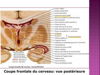 Coupe frontale du cerveau: vue postérieure 
 