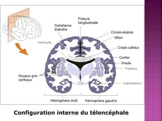 Configuration interne du télencéphale 
 