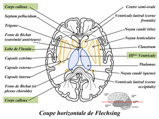 Coupe horizontale de Flechsing 
Centre semi-ovale 
Noyau lenticulaire 
Claustrum 
IIIème Ventricule 
Thalamus 
Noyau caudé (queue) 
Corps calleux 
Septum pellucidum 
Trigone 
Fente de Bichat 
(extrémité antérieure) 
Ventricule latéral (corne 
frontale) 
Noyau caudé (tête) 
Ventricule latéral (corne 
occipitale) 
Lobe de l’insula 
Capsule extrême 
Capsule externe 
Capsule interne 
Fente de Bichat (et 
plexus choroïde) 
Corps calleux 
 