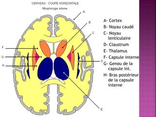 A- Cortex 
B- Noyau caudé 
C- Noyau 
lenticulaire 
D- Claustrum 
E- Thalamus 
F- Capsule interne 
G- Genou de la 
capsule int. 
H- Bras postérieur 
de la capsule 
interne 
 