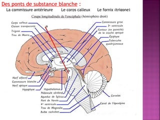 Des ponts de substance blanche : 
La commissure antérieure Le corps calleux Le fornix (trigone) 
 