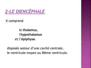 II comprend 
le thalamus, 
l'hypothalamus 
et l’épiphyse. 
disposés autour d’une cavité centrale, 
le ventricule moyen ou IIIème ventricule. 
 