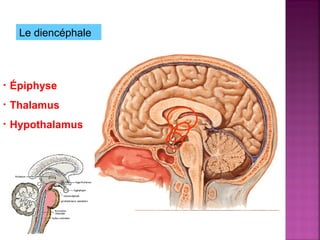 Le diencéphale 
• Épiphyse 
• Thalamus 
• Hypothalamus 
 